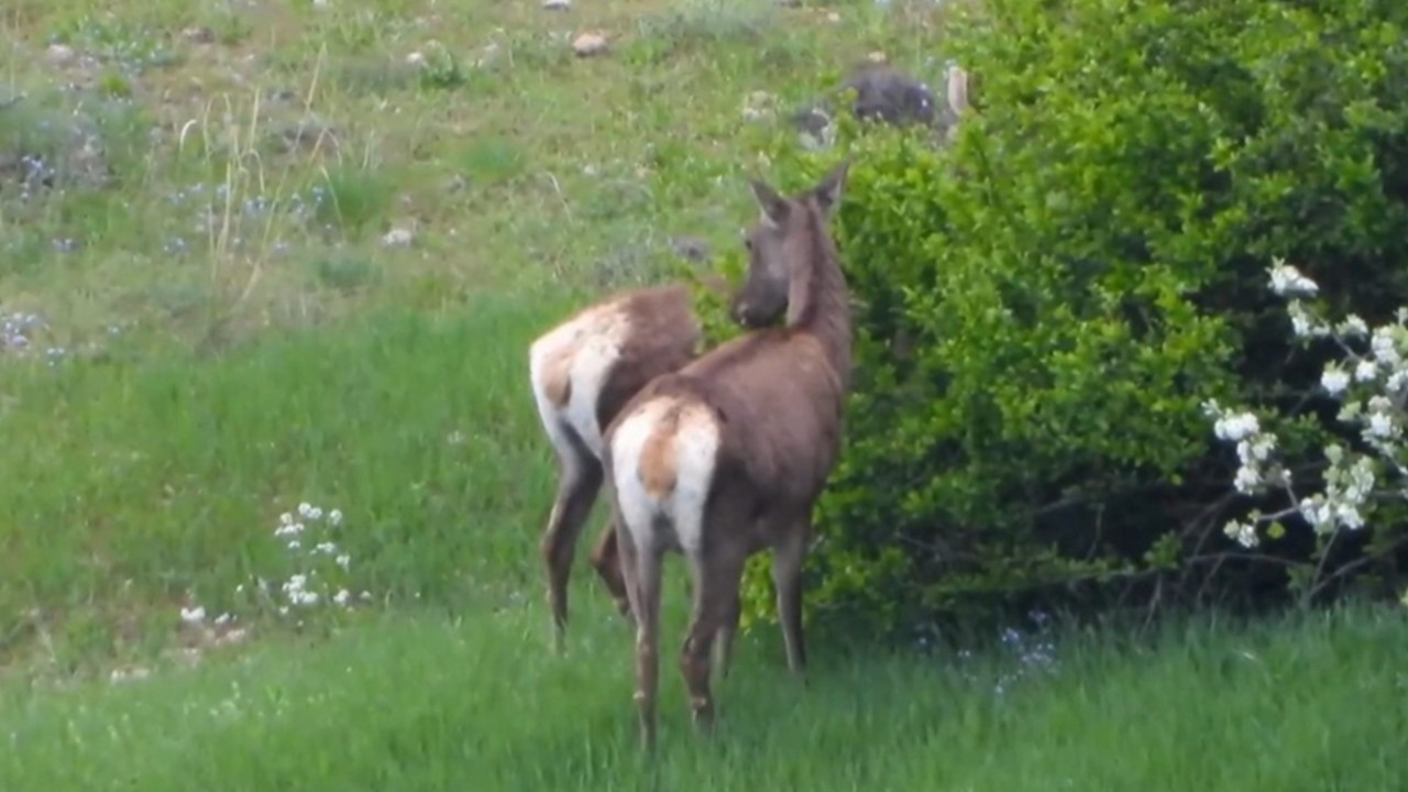 Gümüşhane Doğasında Kızıl Geyikler Görüntülendi