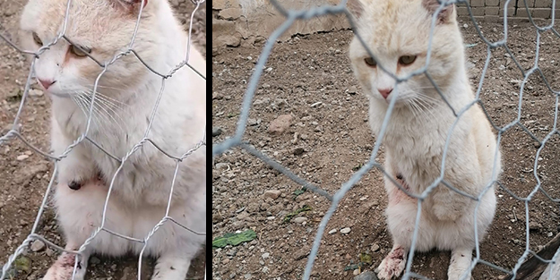 Vahşet... Kedilerin bacakları ve kuyrukları kesildi! Korkunç 'büyü' iddiası