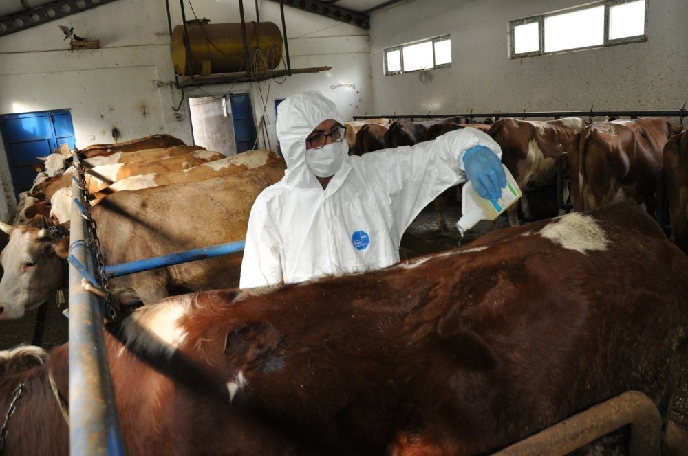 Gümüşhane’de keneye karşı ilaçlamalı mücadele 