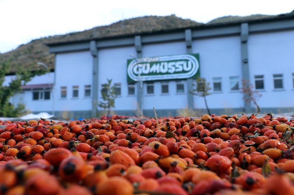 Gümüşhane’de kuşburnu bereketi 