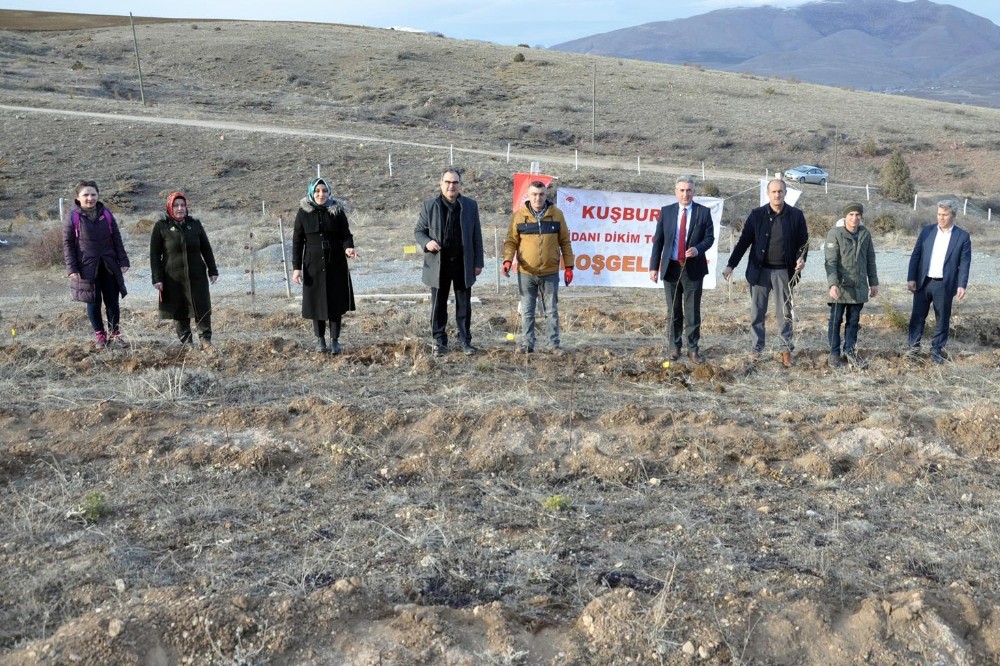 Gümüşhane’nin ilk kapama kuşburnu bahçesi Kelkit’e kuruldu 
