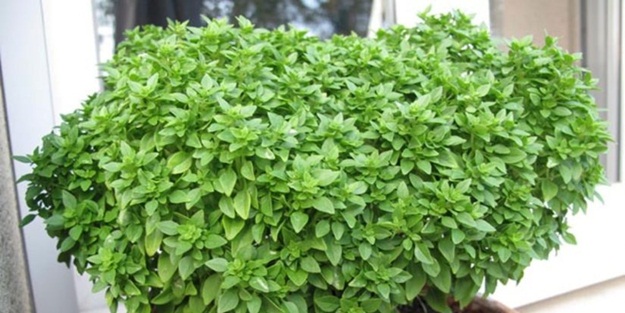 Gün de üç defa bir tutam çiğne..