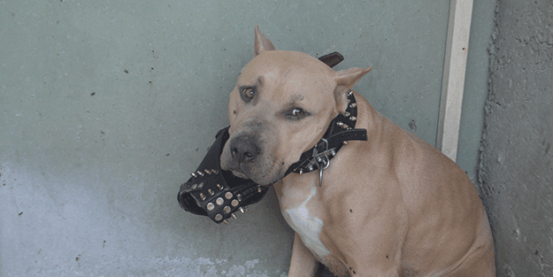 Gün geçtikçe tehdit artıyor! Pitbull yine saldırdı