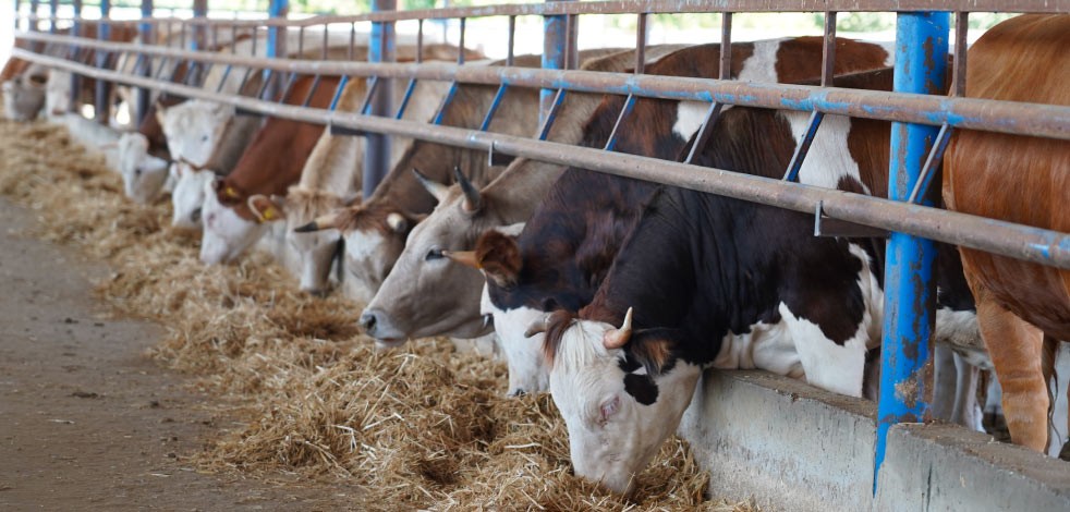 Güncel adak kurbanı fiyatları... Kurban Bayramı’nın ardından adak fiyatları ne kadar oldu?