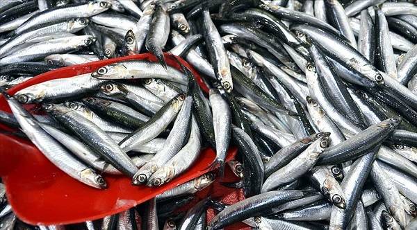 Güncel balık fiyatları | Hamsinin kilosu ne kadar 20 Şubat