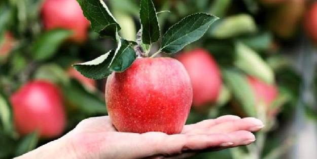 Günde 1 elma yerseniz ne olur? İşte elmanın 5 faydası