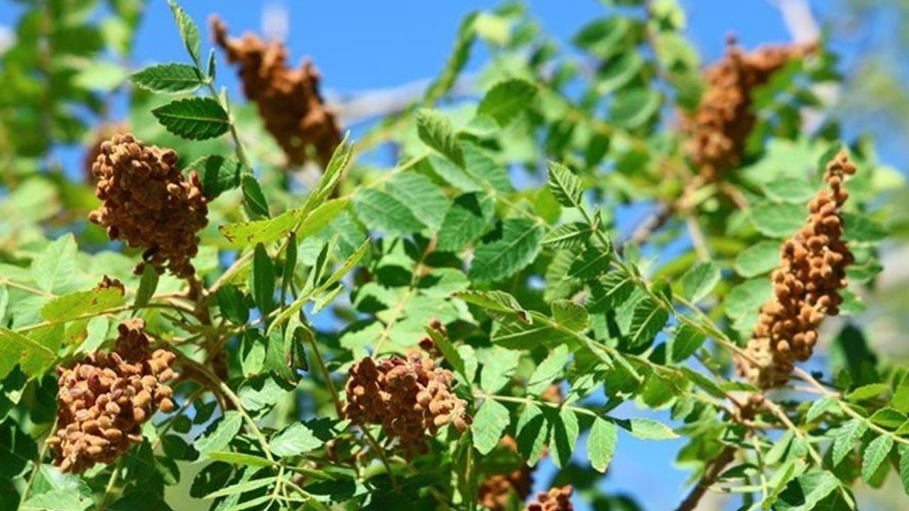 Canan Karatay paylaştı, temizliği yaptılar! Günde 1 yemek kaşığı yemek karaciğeri komple temizliyor