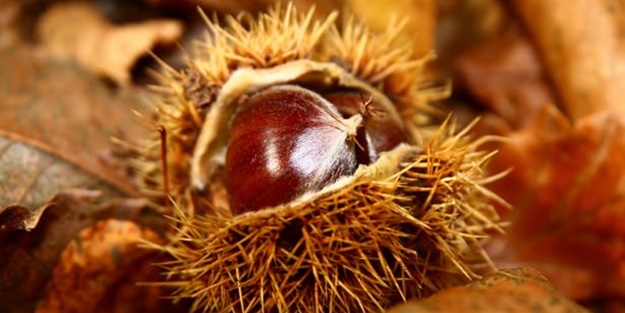 Günde 5 tane yiyin! - FOTO