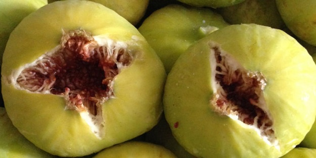 Günde bir beyaz incir yerseniz...