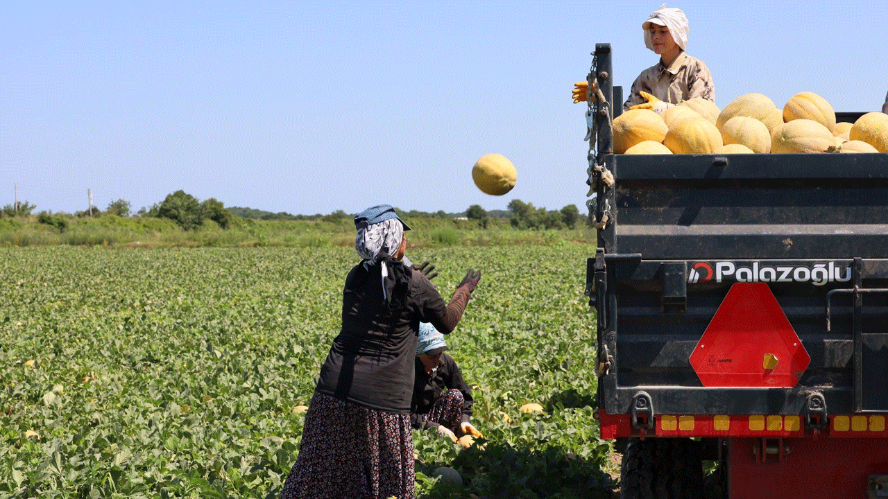 Günde yüzlerce kilometre kat ediyorlar! Kadınlar ekmeğini topraktan çıkarıyor
