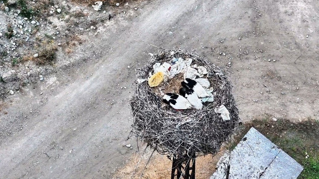 Gündüz uykusuna yatan leylek ailesi böyle görüntülendi!