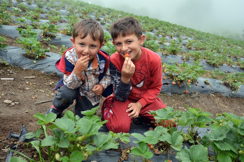Güneş yerine sisle olgunlaşan çilekler toplanıyor 