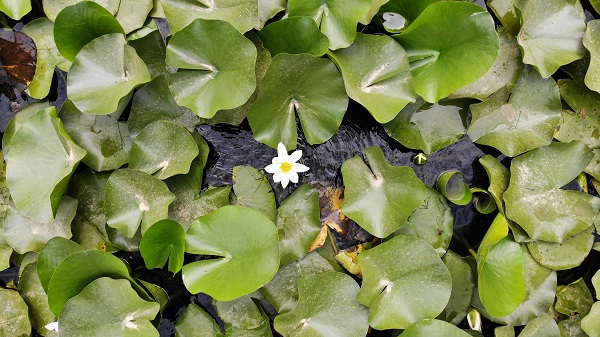 Güneşin doğuşuyla açıyor! Bu çiçeği kopartmak yürek istiyor