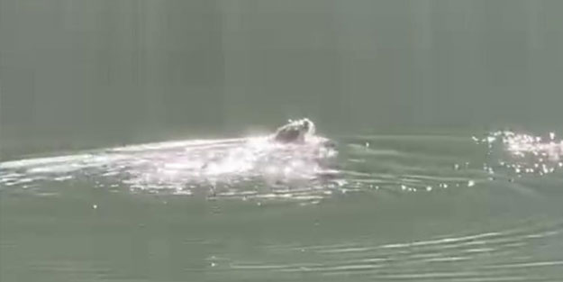 Güneşlenen su samurunun sevimli görüntüleri