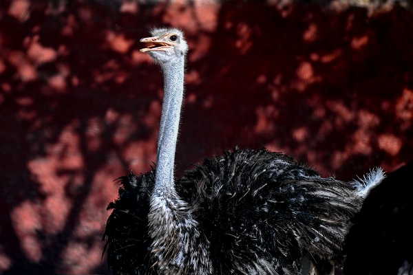 Güneşli havanın tadını en çok onlar çıkardı