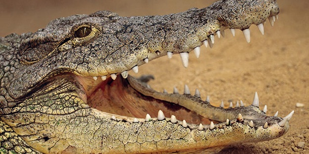 Güney Afrika Cumhuriyeti'nde çiftlikten kaçan 160 timsahtan 52'si yakalandı