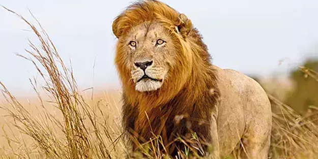 Güney Afrika ülkesinden şaşkına çeviren bilimsel makale! İnsandan iki kat daha çok korkuyorlar!