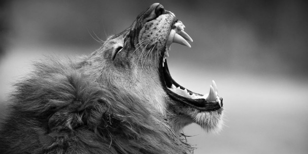 Güney Afrika'da aslan kemiği kaçakçısı yakalandı
