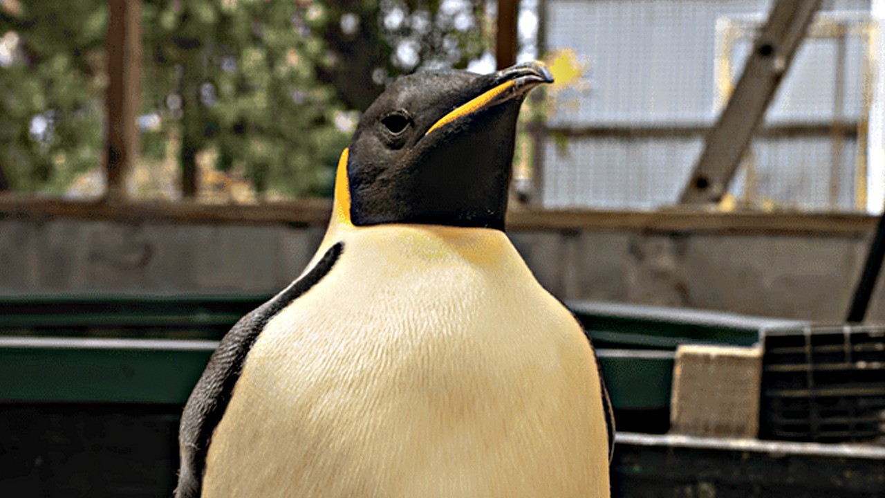 Güney Afrika'da helikopter kazası: penguen sorumlu tutuldu! O yüzden hadi ya