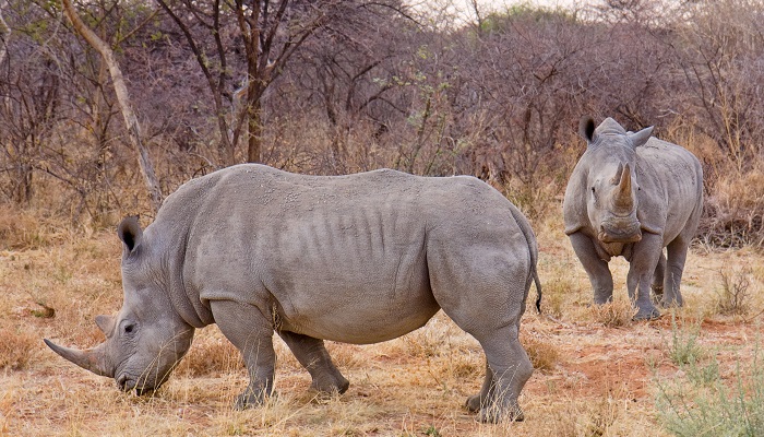 Güney Afrika'da kaçak gergedan avcılığı