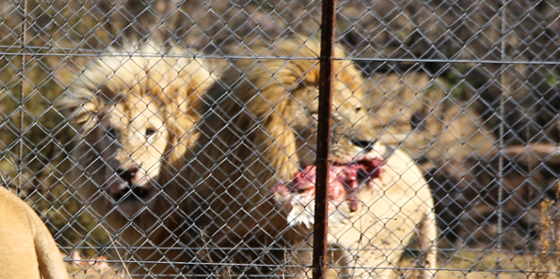Güney Afrika'da ortalık bu sefer Aslan yüzünden karışacak! Tutsak aslan endüstrisi: Büyük şok...