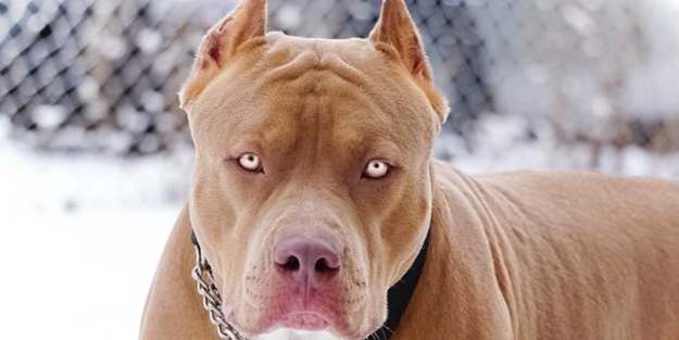 Güney Afrika'da pitbull dehşeti! 8 yaşındaki çocuk öldü