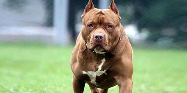 Güney Afrika'da pitbull saldırısı! 8 yaşındaki çocuk hayatını kaybetti