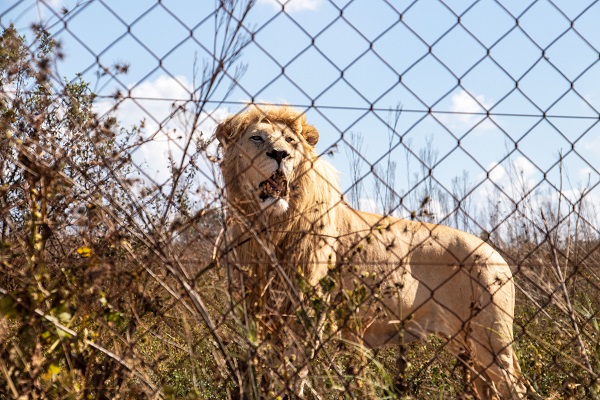 Güney Afrika’da vahşi doğa