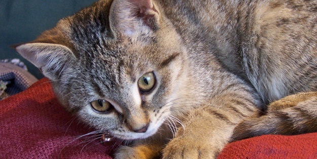 Güney Kore'de flaş uyarı: Kediniz yangın çıkarabilir