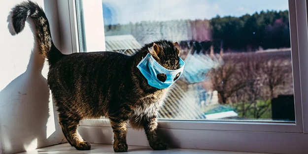 Güney Kore’de köpekler ve kediler de karantinaya alınacak