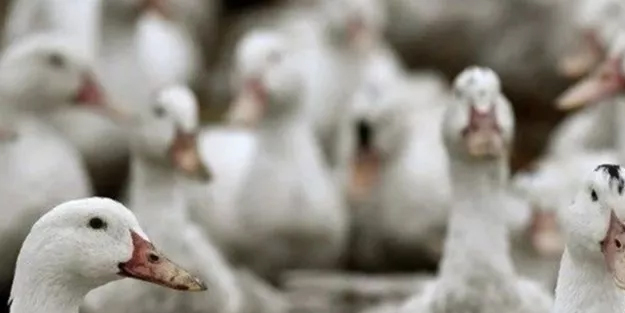 Güney Kore'de kuş gribi alarmı! Güney Kore'nin Goheung ilçesindeki bir ördek çiftliğinde