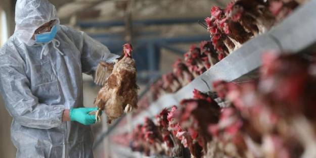 Güney Kore’de kuş gribi salgını: 24 bin ördek itlaf edilecek