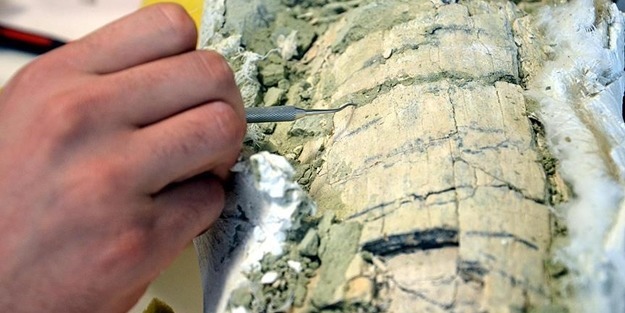 Bu fosil Güney Kutbu'nda bulundu