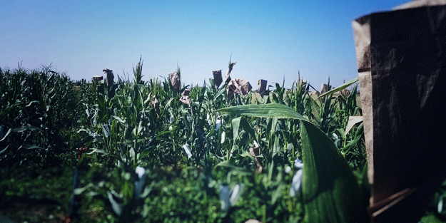 Güneydoğu’da dışa bağımlılığı bitirecek proje: Tam 3 milyar dolar…