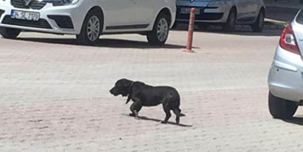 Günlerce ellerinde bıçak köpeğin peşinden koştular!