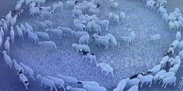 Günlerdir hiç durmadan daire çizerek dönen koyunlarla ilgili şok eden gelişme!