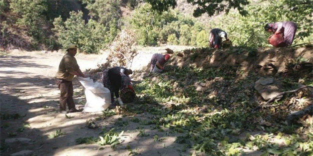 Günlük 200 Liraya çalışacak eleman arıyorlar