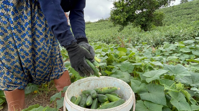 Günlük 700 TL yevmiyeyle çalışıyorlar 5 TL'ye satıyorlar