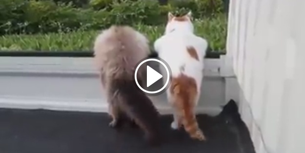 Günün 24 saati balkondan mahalleyi kesen teyzemsi kediler