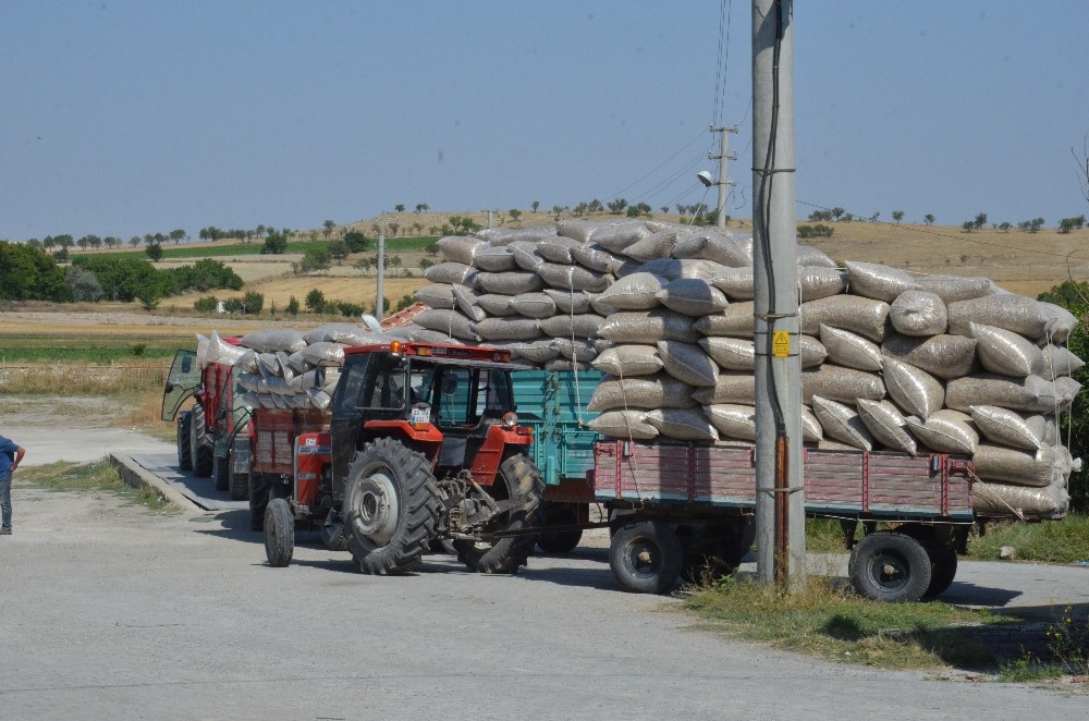 Günyüzü’nde haşhaş kapsülü alımı devam ediyor 