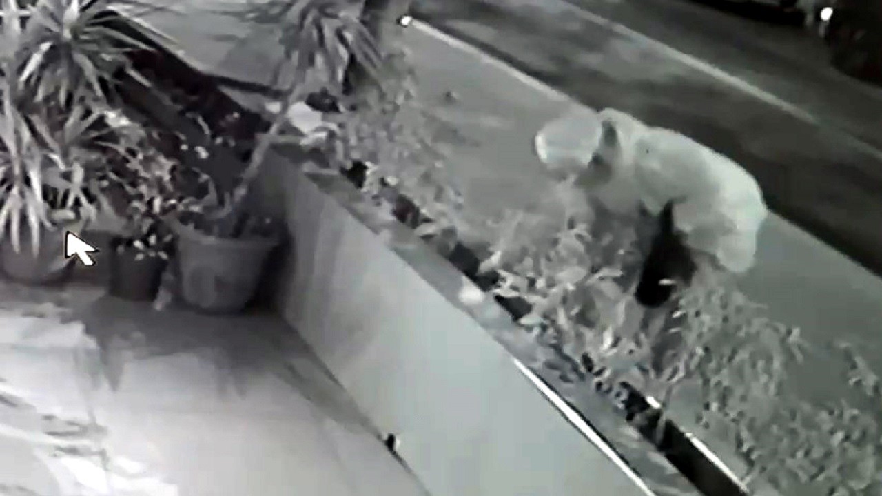 Güpegündüz çiçek hırsızlığı kamerada