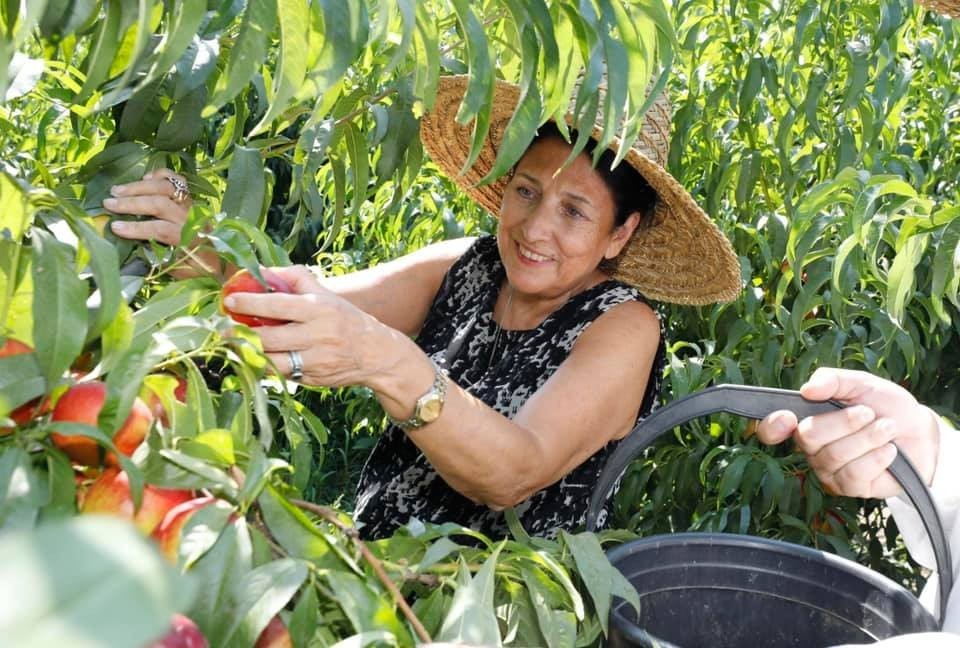Gürcistan Devlet Başkanı şeftali topladı 