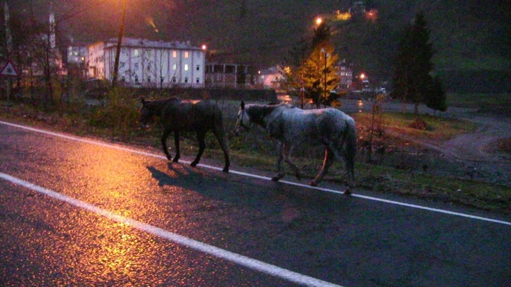 Gürcistan sınırını geçen atların durumu içler acısı 