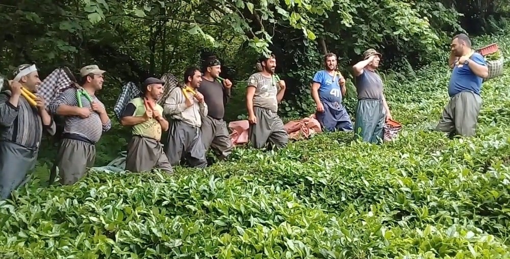 Gürcistan’da Koronavirüs vakalarının görülmesi çay üreticisini tedirgin etti 
