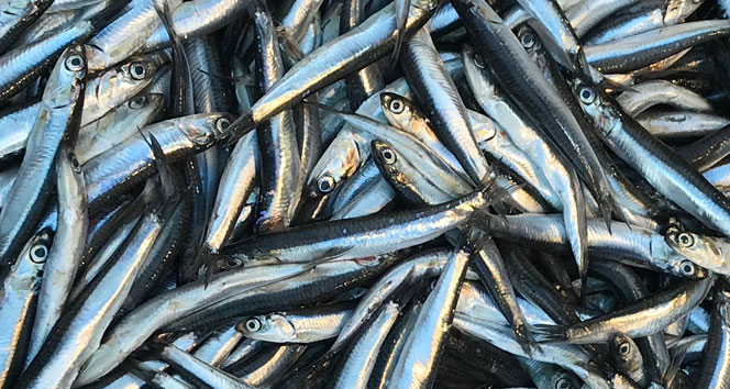 Gürcistan'dan geldi, kilosu 7.5 liraya düştü