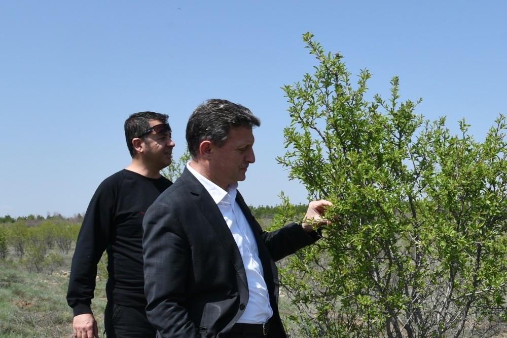 Gürleyikte yüzde 80 başarı 