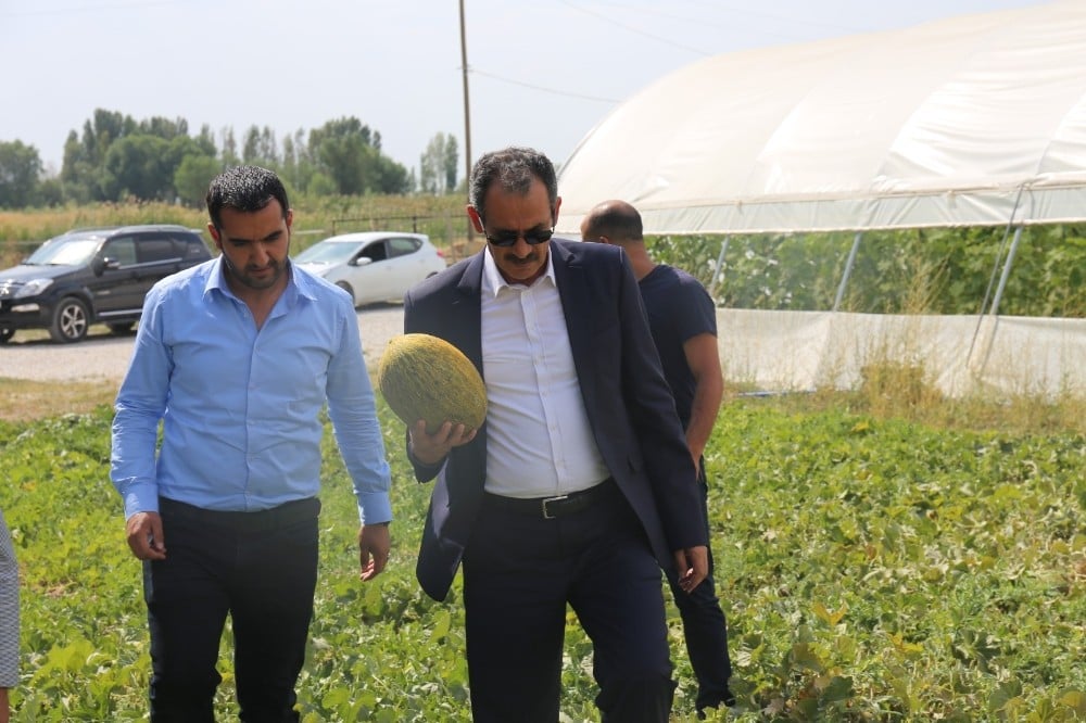 Gürpınar’da kavun hasadı 