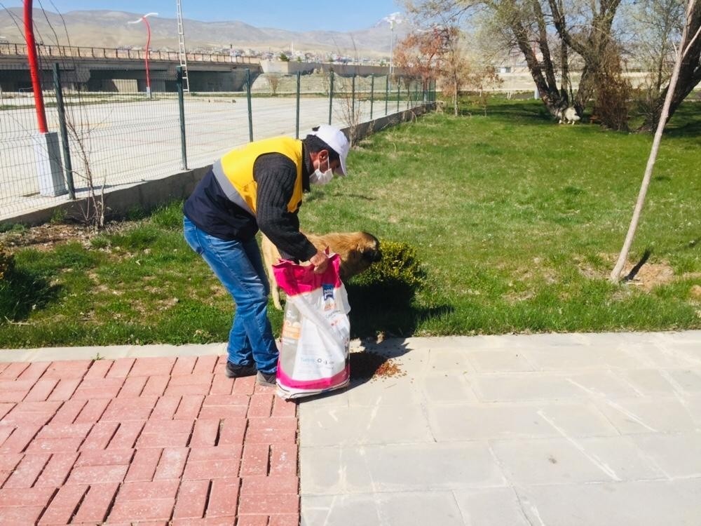 Gürpınar’da sokak hayvanları unutulmadı 