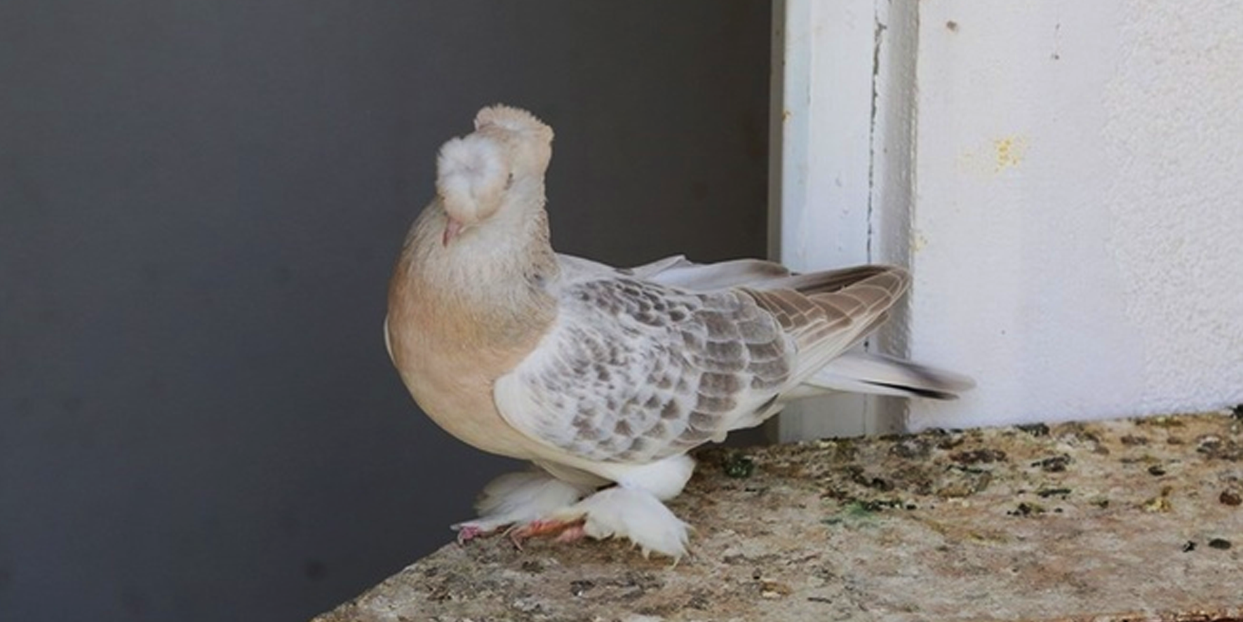 Güvercin çalmak için girdiği evde ev sahibini öldürdü!