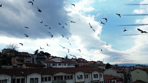 Güvercin drona çarptı! O anlar böyle kaydedildi